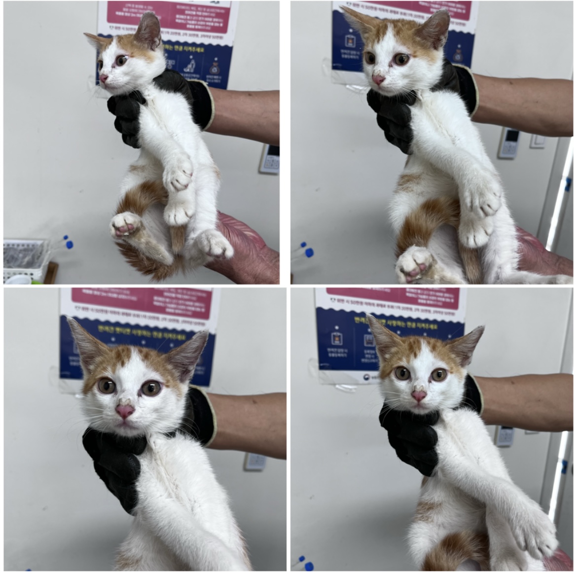 천안시유기동물보호소_444449202301819